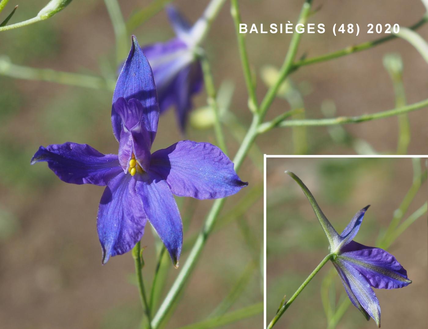 Larkspur, (Field) flower